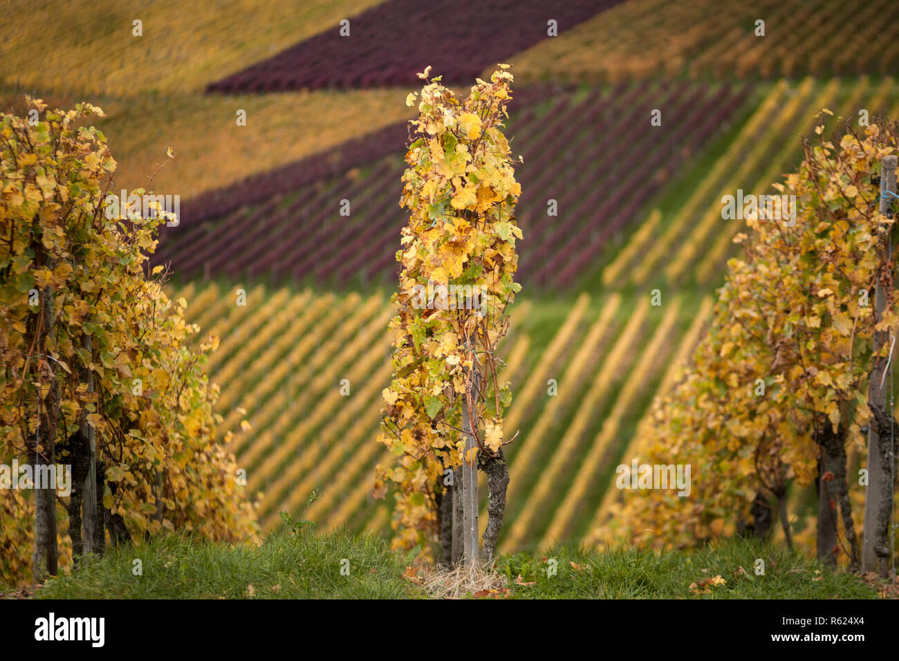 autumn vine Stock Photo