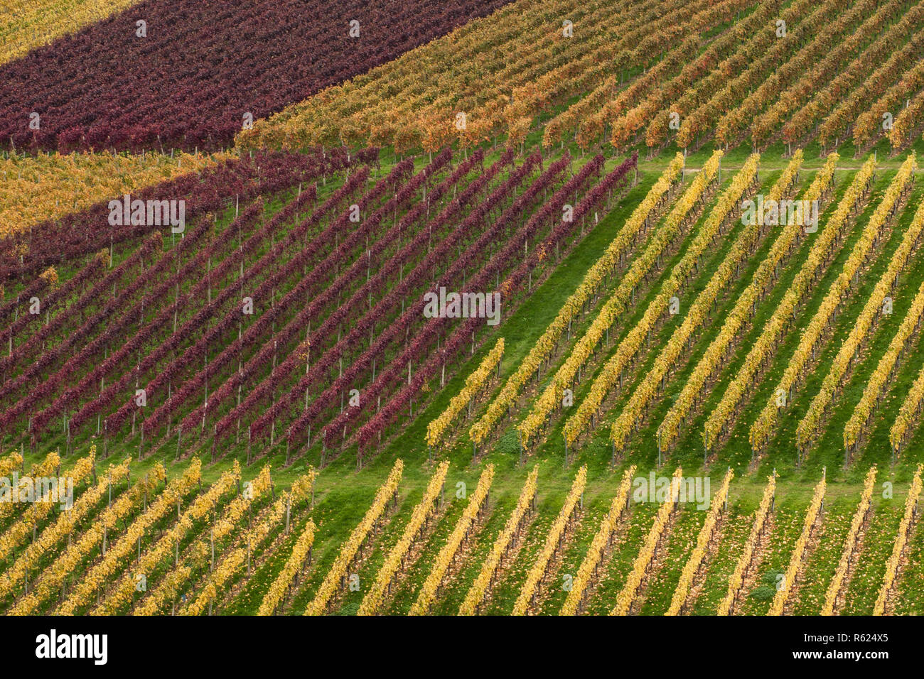 autumn vine Stock Photo