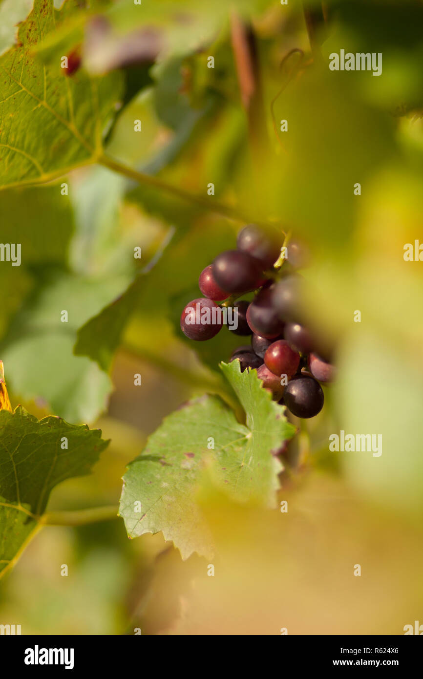 red wine grapes Stock Photo
