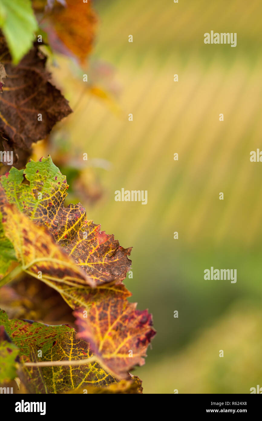 autumn vine Stock Photo