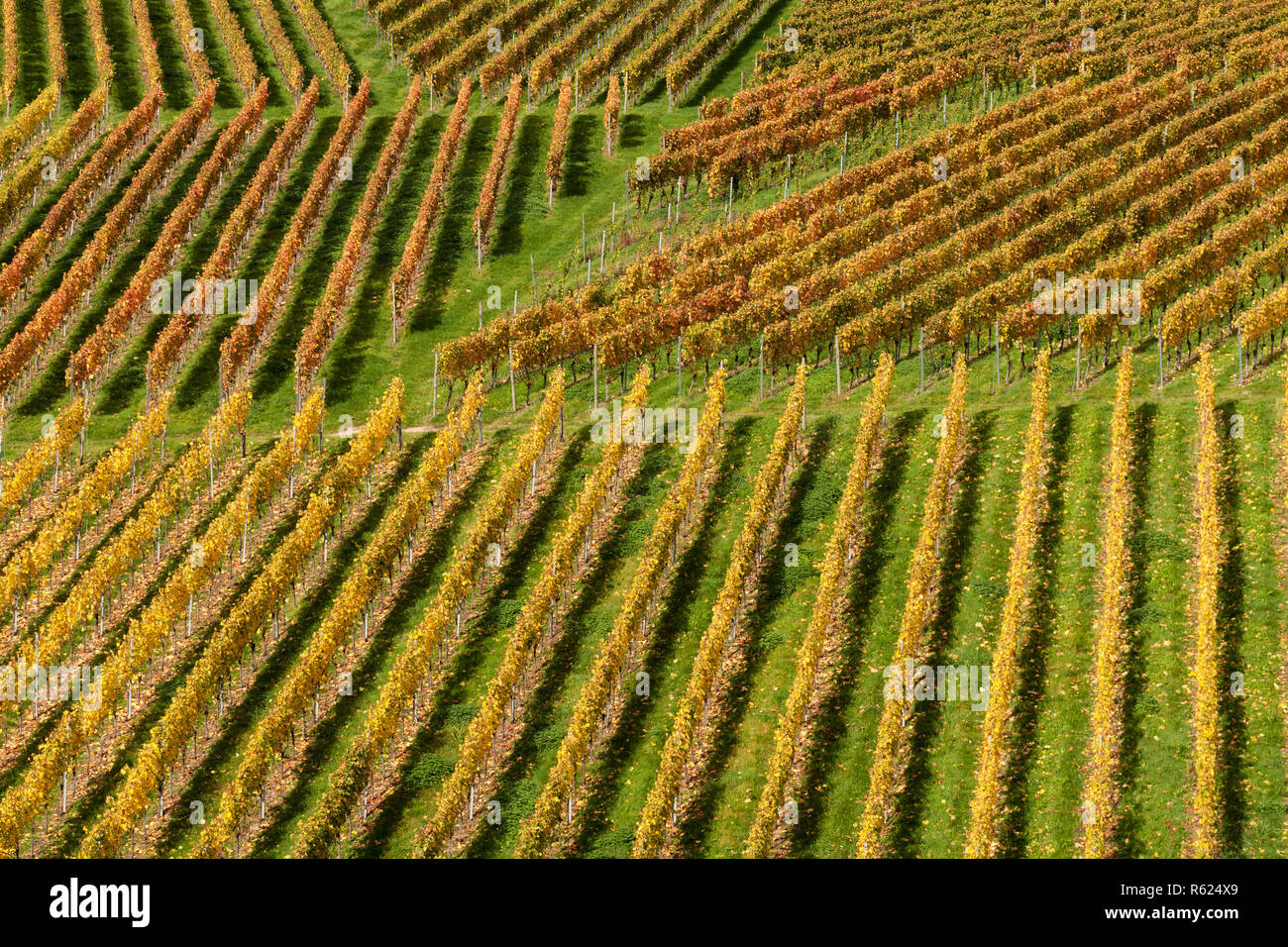 grapevines in autumn Stock Photo