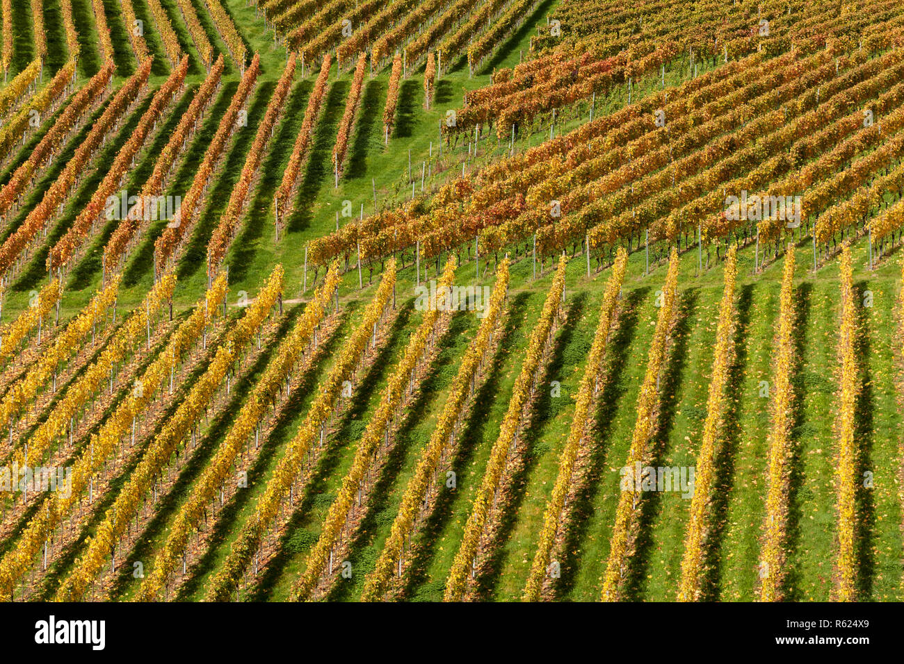 grapevines in autumn Stock Photo