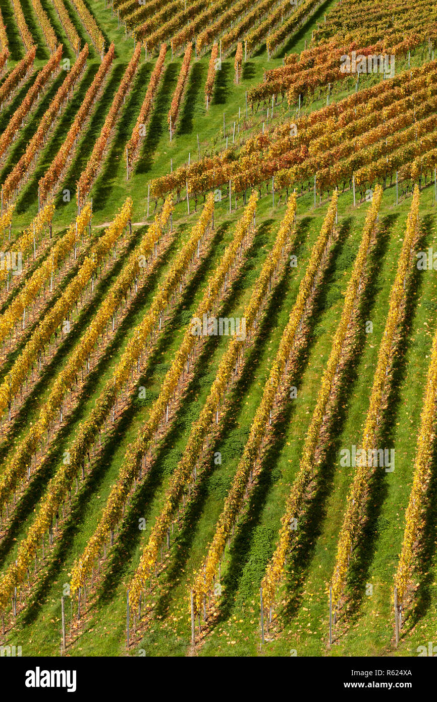 autumn vine Stock Photo