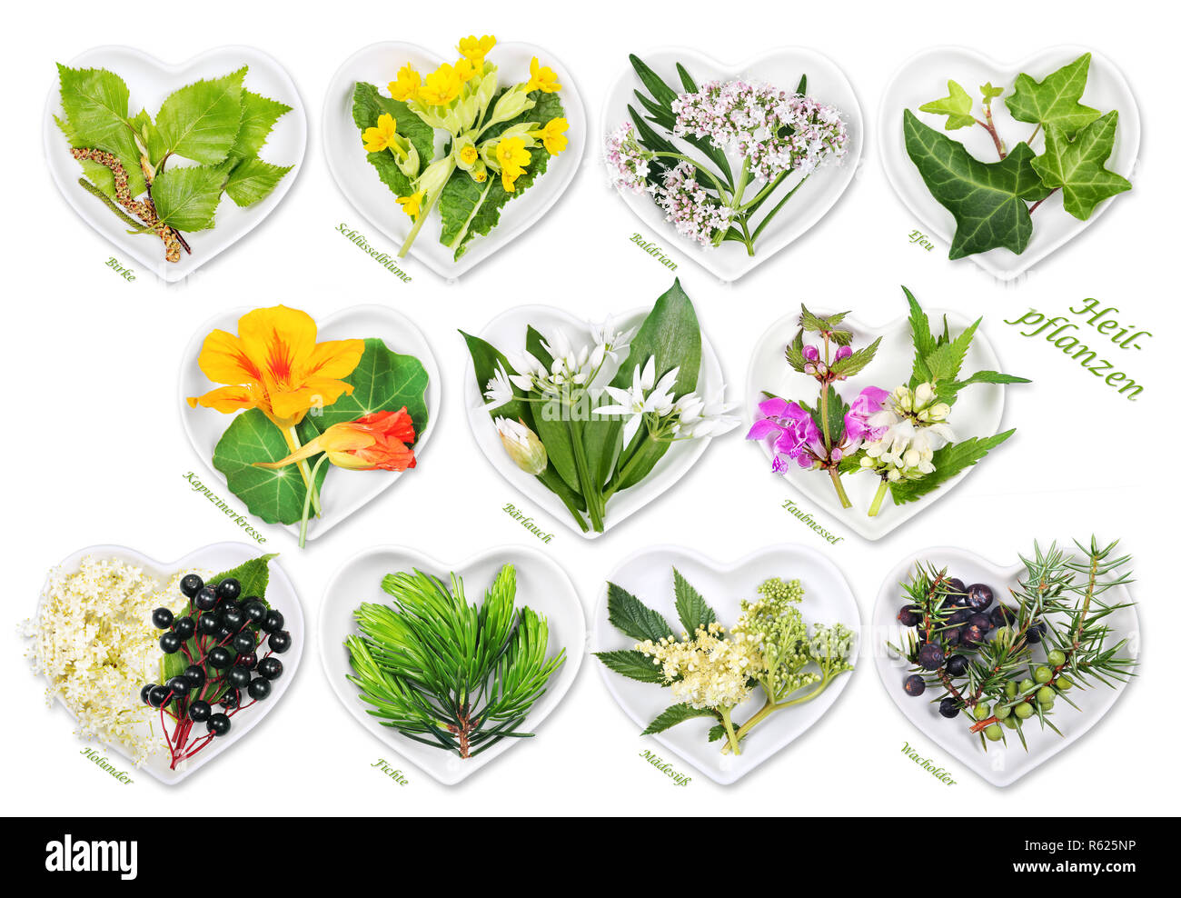 alternative medicine with medicinal plants 5 Stock Photo Alamy