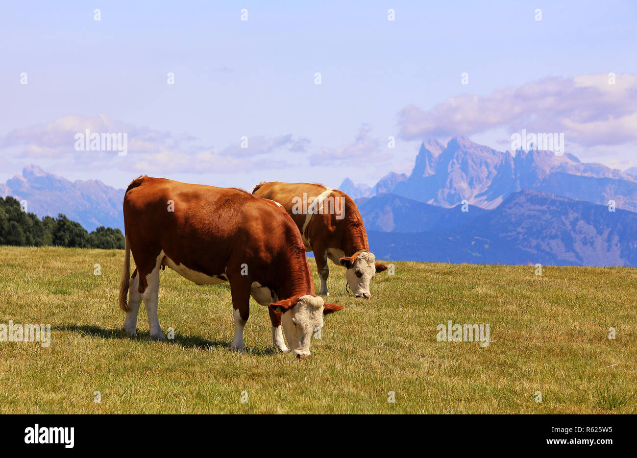 red-white alpine cows on the rittner horn Stock Photo