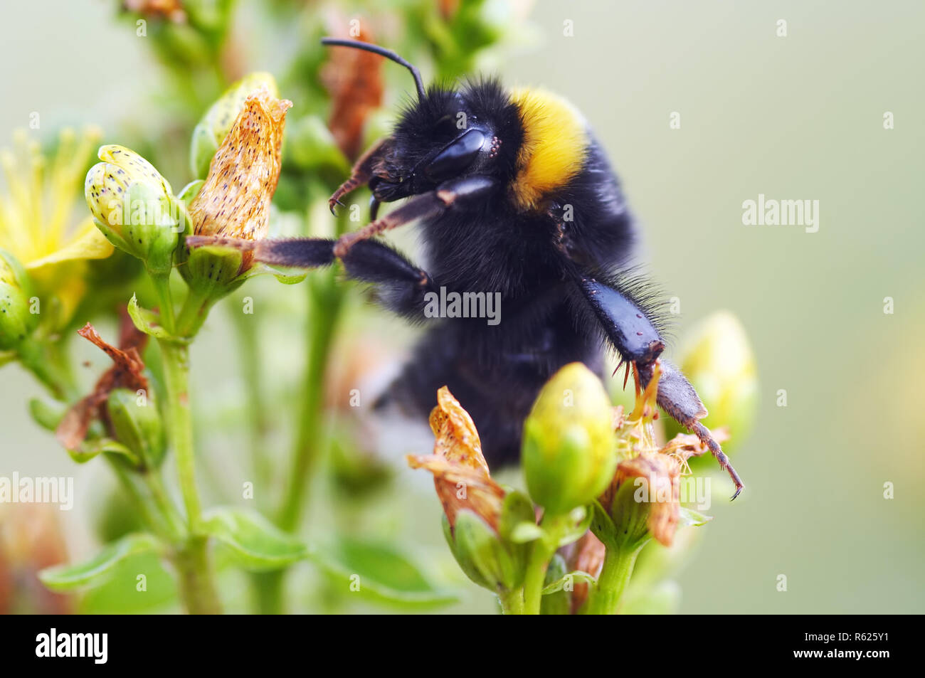 Bumble bee on flower pollination Stock Photo Alamy