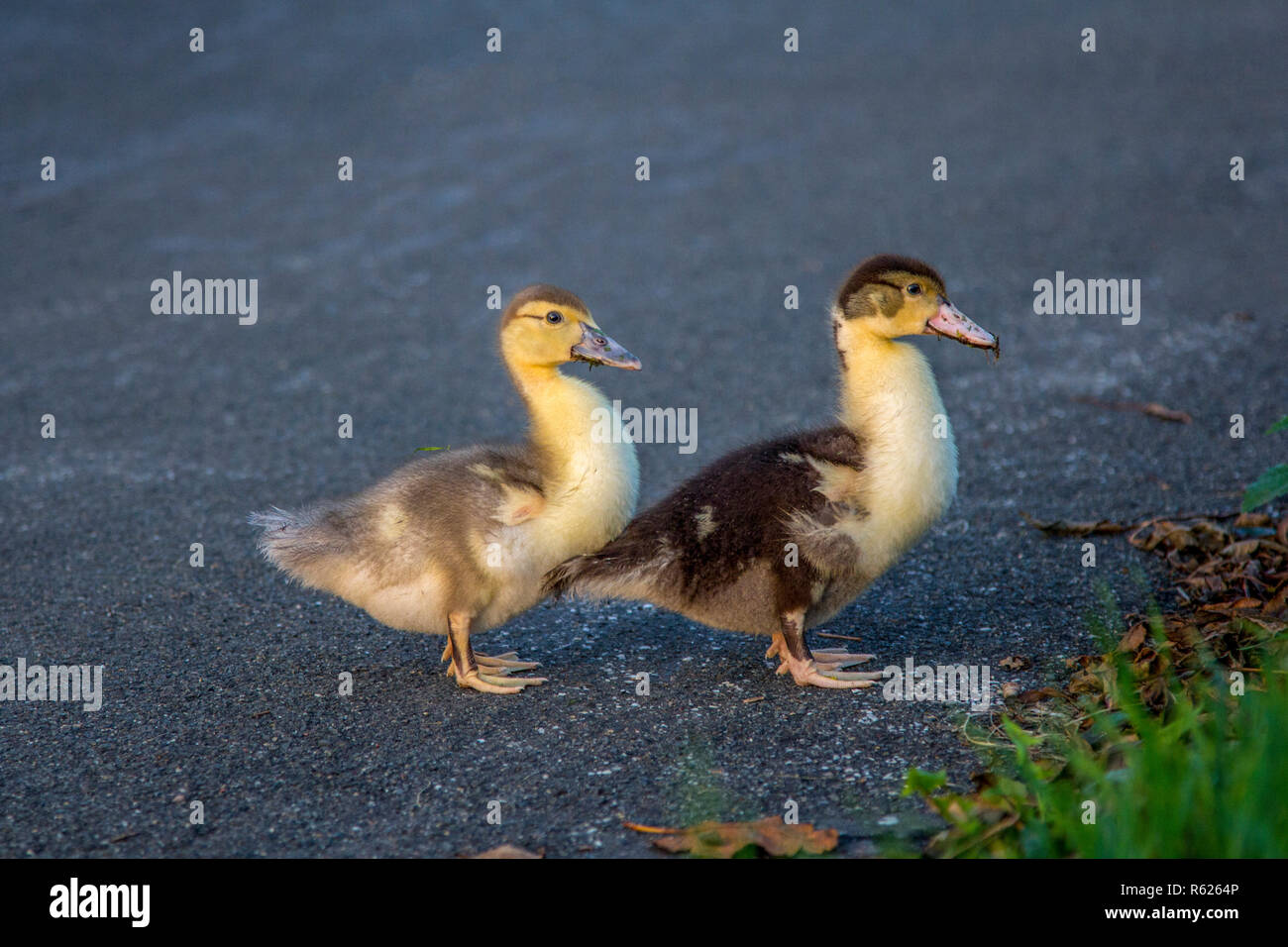 Two young muscovy duck chicks crossing the asphalt street Stock Photo 