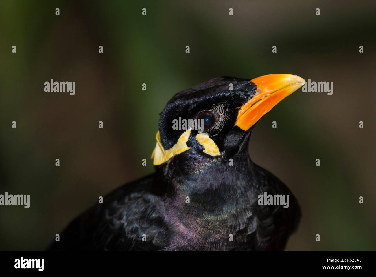 Close up of looking up Nias Hill Myna (Gracula robusta), an intelligent talking Beo bird on a natural green brown blurred background. Stock Photo