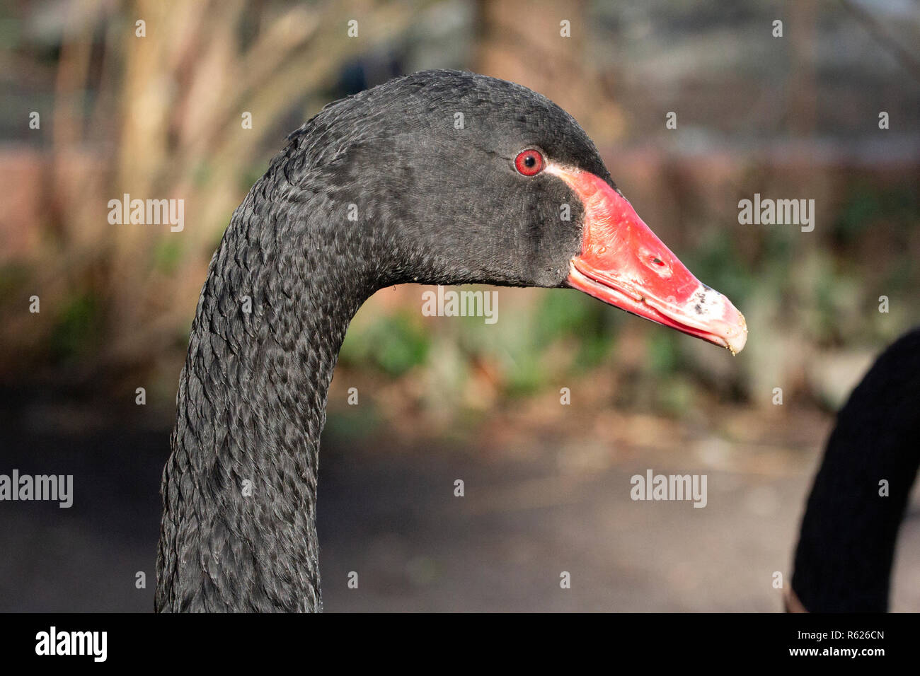 Close up portrait of a black swan with red beak and red eyes with blurry background. Stock Photo