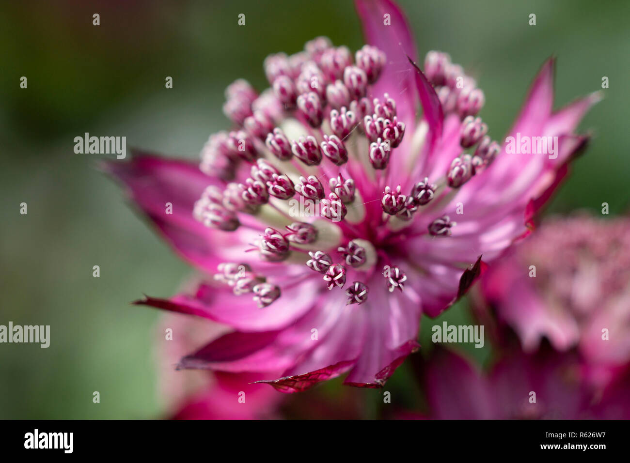 Astrantia major, also known as Masterwort and Hattie's pincushion, growing in an Enlgish country