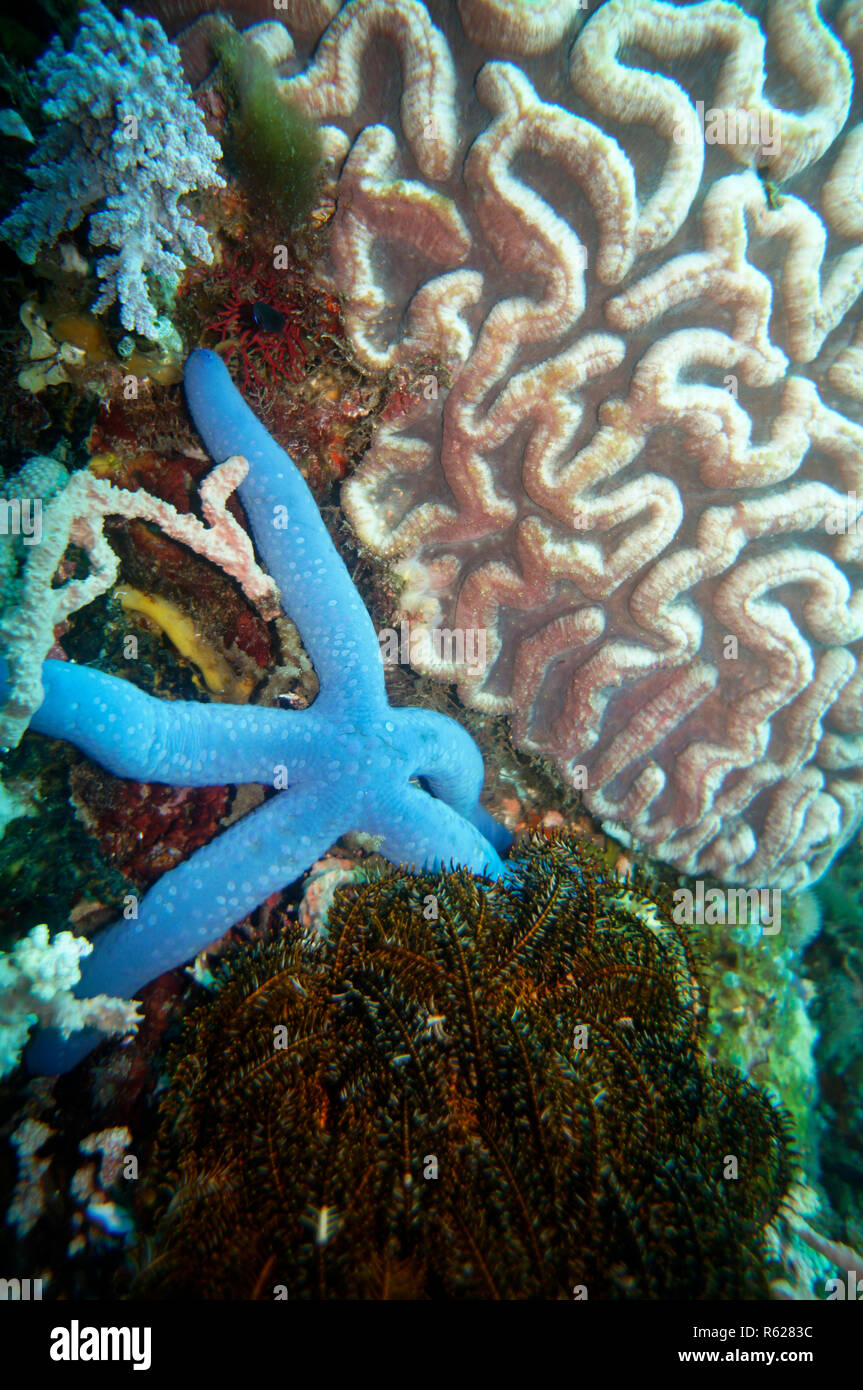 blue starfish (linckia laevigata) and hair star (comanthus sp.) in front of brain coral (platygyra lamellina) Stock Photo