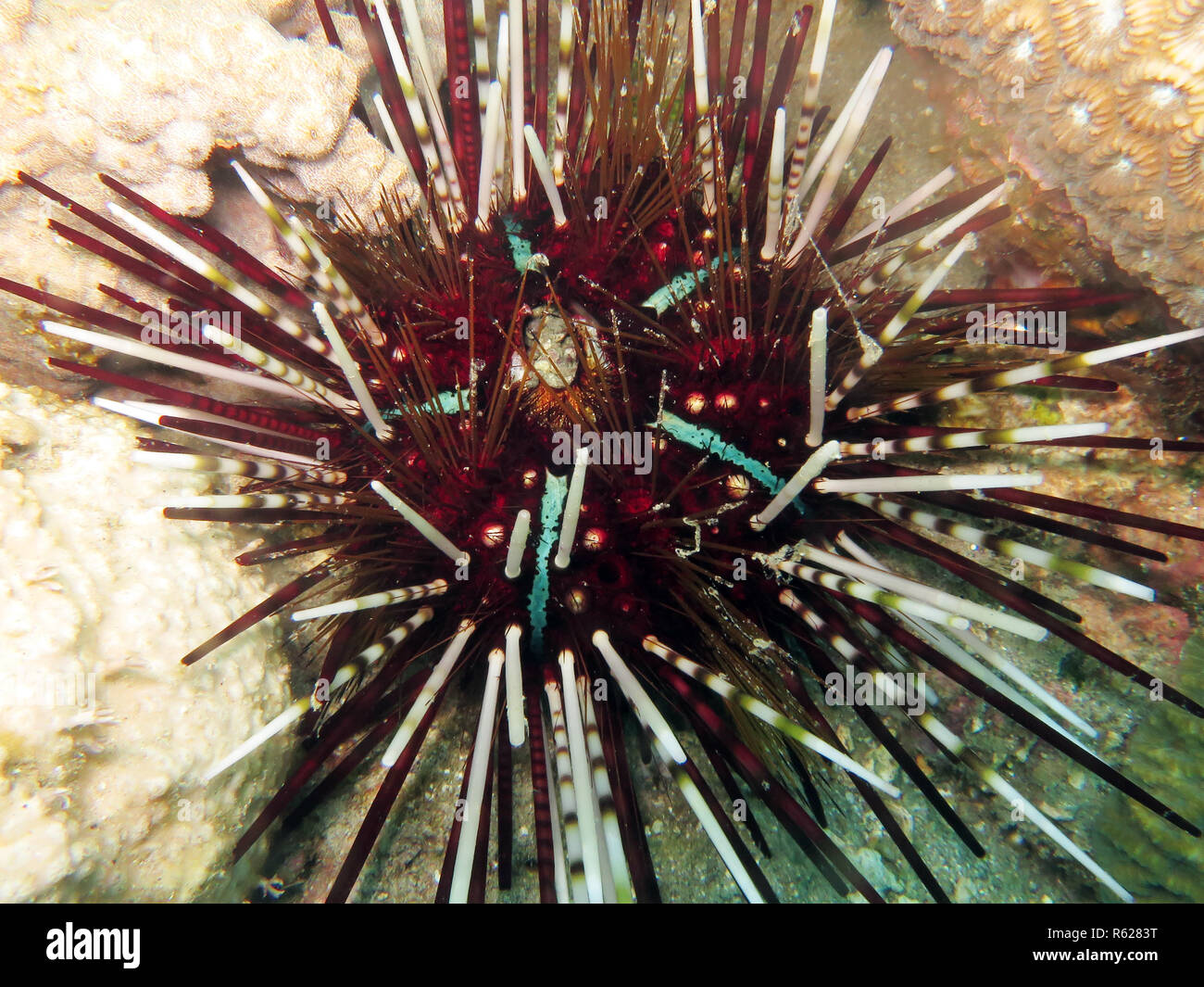 pencil tiara sea urchin (echinothrix calamaris),calamaris sea urchin Stock Photo