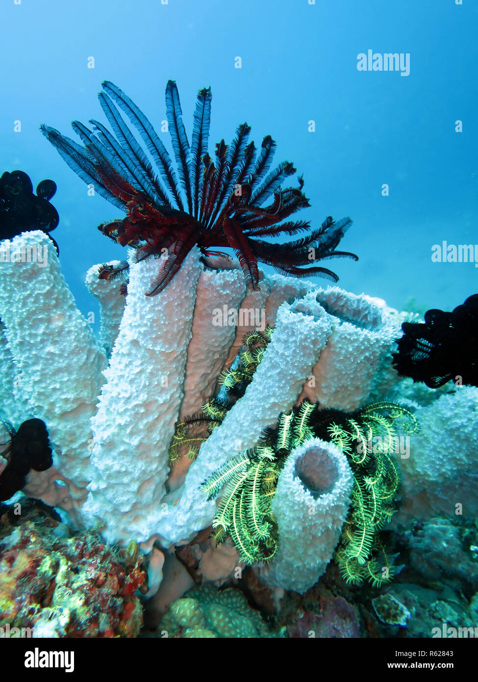 hair star,feather star (comanthus sp.) Stock Photo