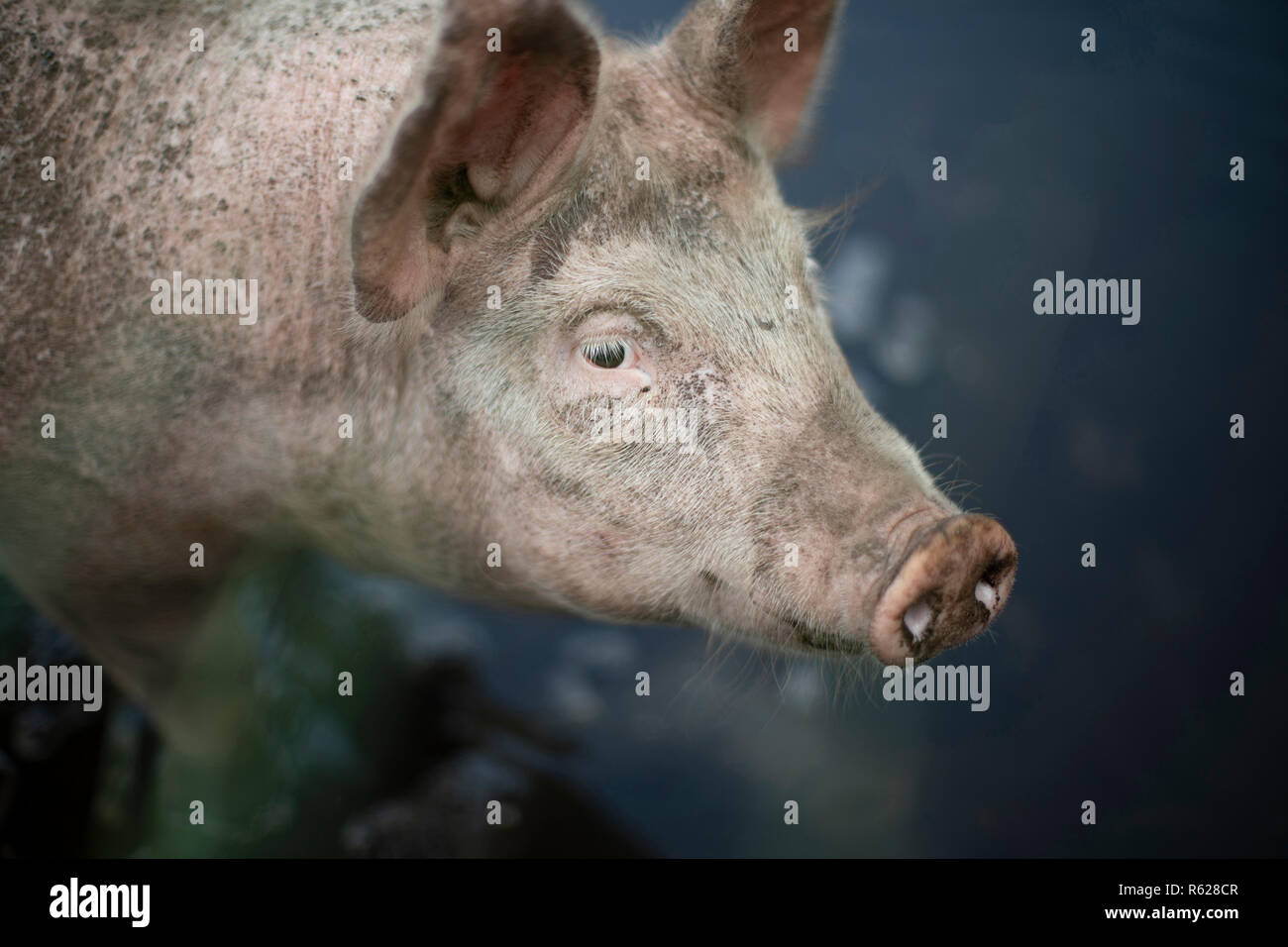 Dreamy close up portrait of a young pig, piglet, from a high angle with a hazy bleary blurred background. Stock Photo