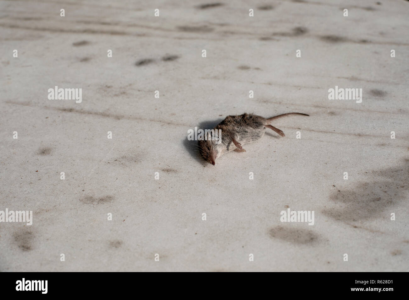 Little dead mouse laying on a white marble stone floor brutally killed by a cat, a predator killed his prey. Stock Photo