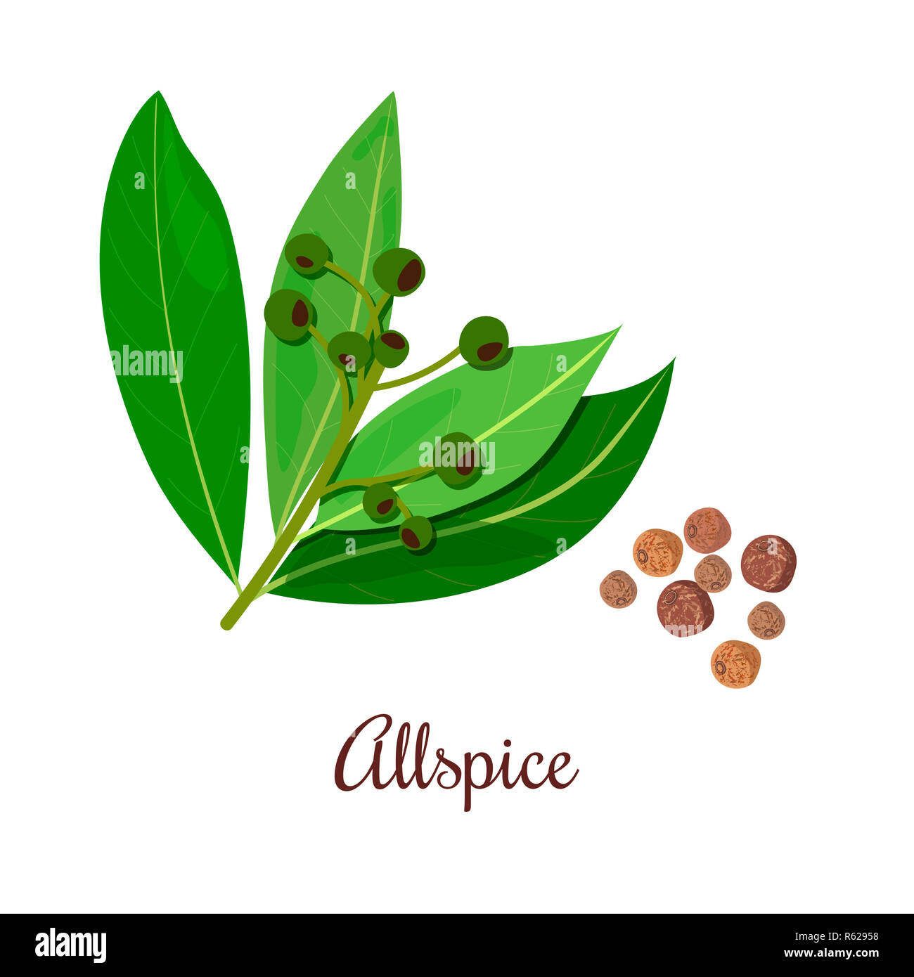 Blossoming Allspice with seeds Stock Photo Alamy
