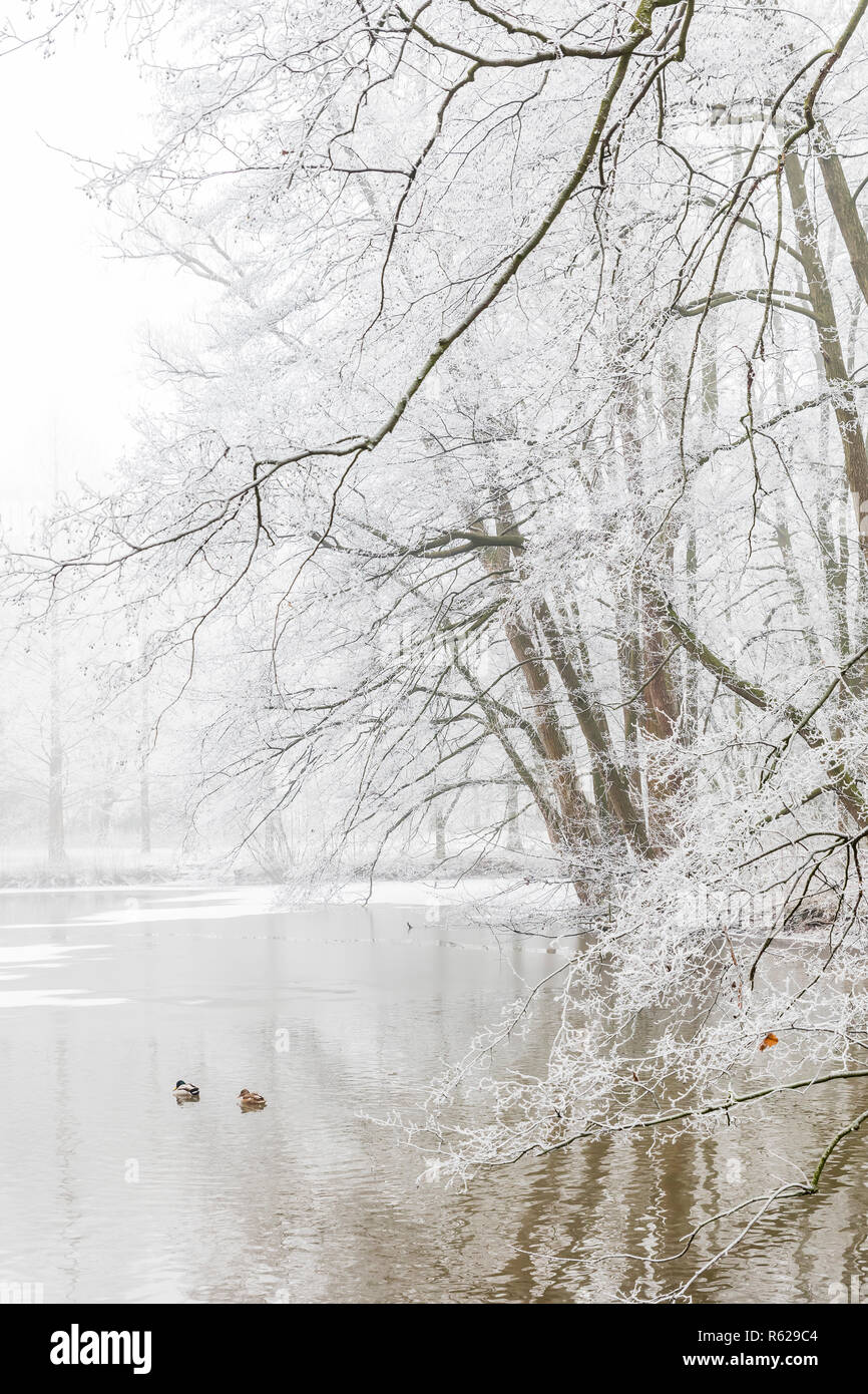 winter mood at the lake with fog Stock Photo