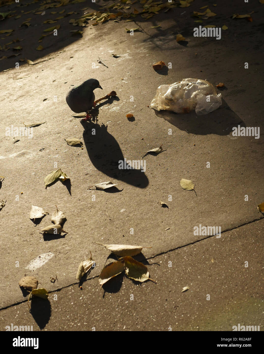 A pigeon in paris chewing on a chicken bone, or is it a pigeon with one leg. Stock Photo