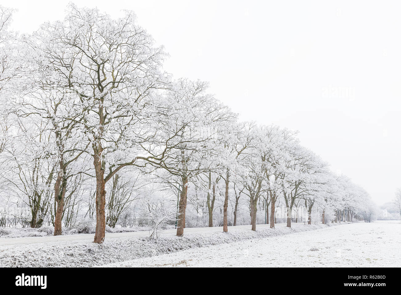 snowy trees in the fog Stock Photo - Alamy