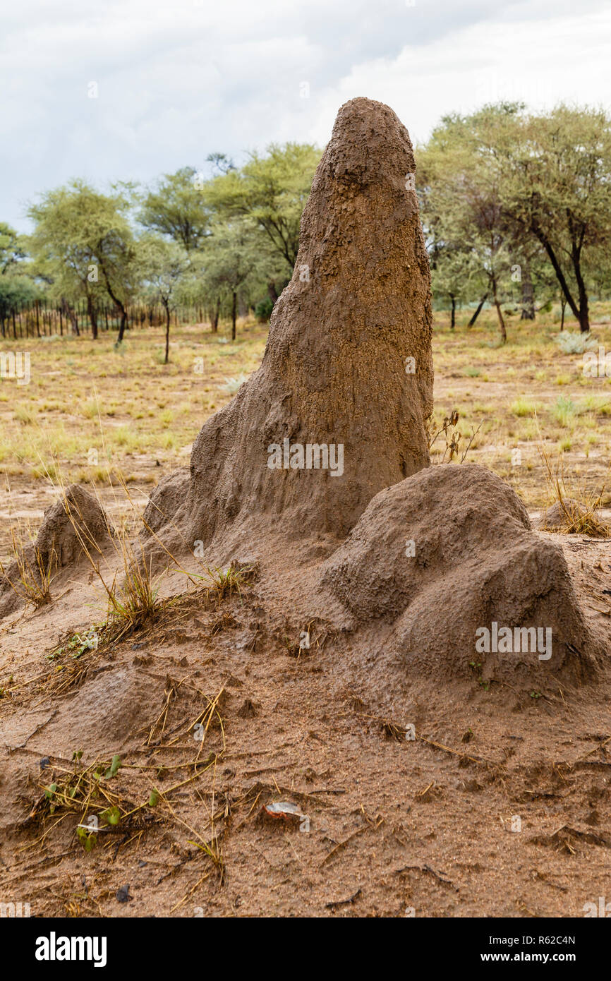 termite hill Stock Photo