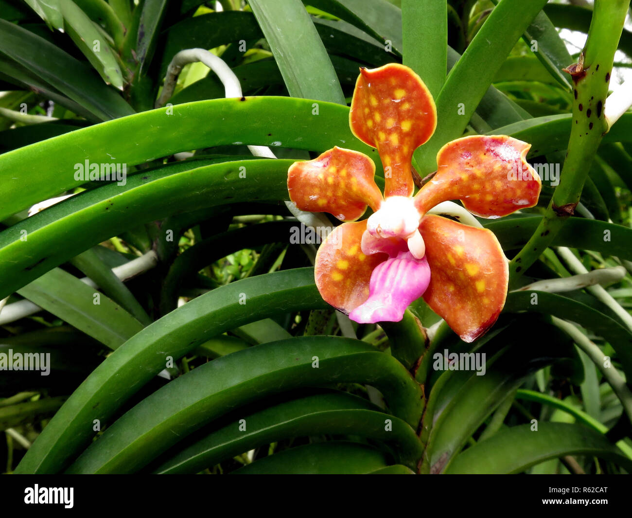 orchid hybrid vanda nambaryn enkhbayar tsolmon Stock Photo