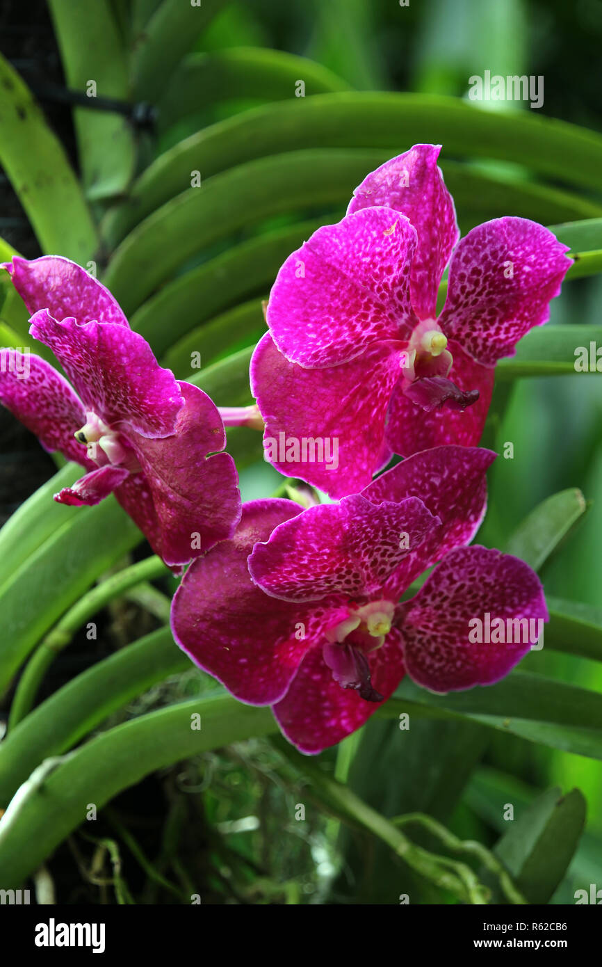 Orchideen hybride hi-res stock photography and images - Alamy