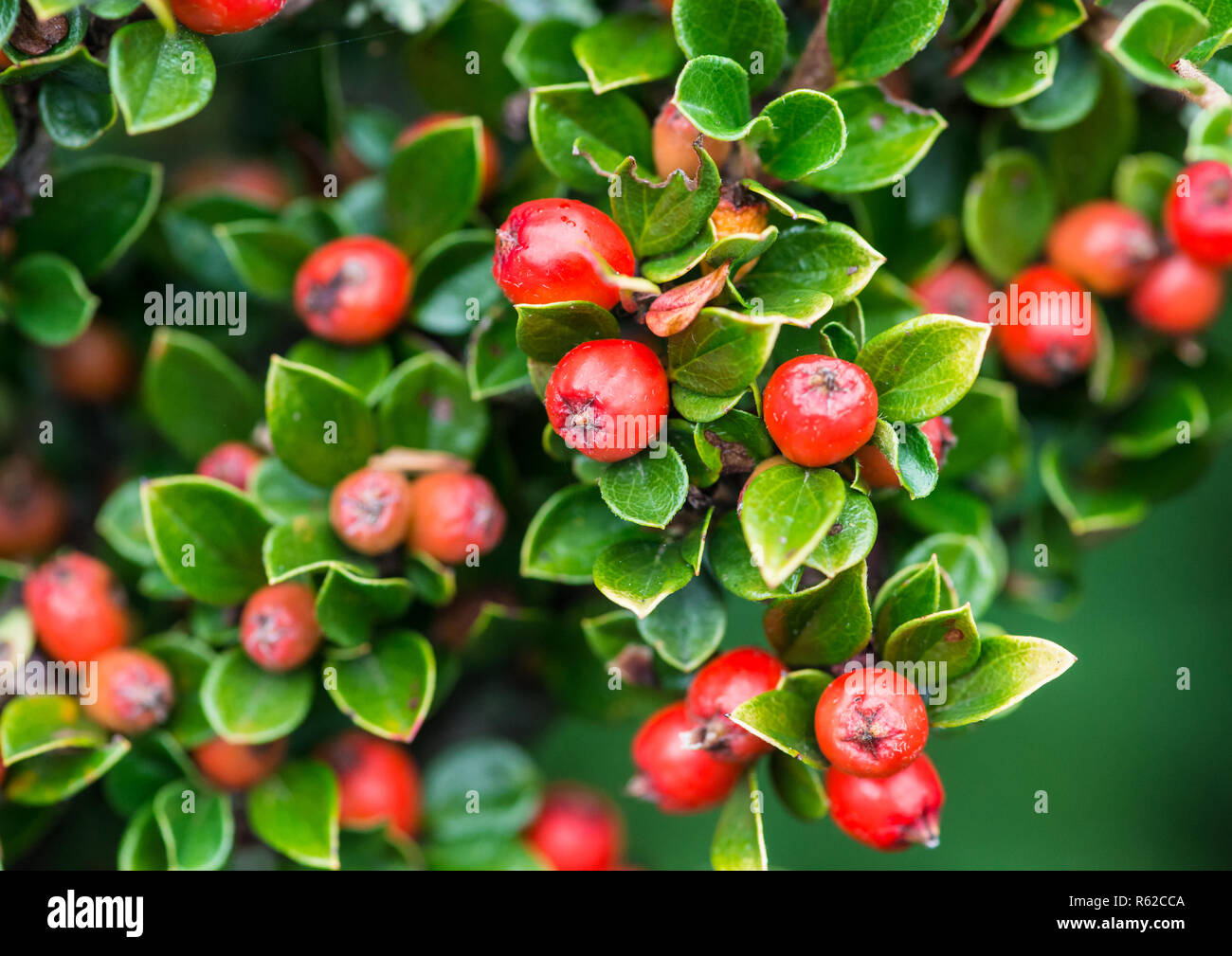 A macro shot of some early cotoneaster berries. Stock Photo