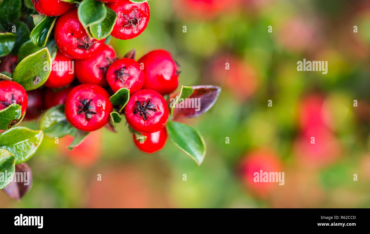 A macro shot of some red cotoneaster bush berries. Stock Photo