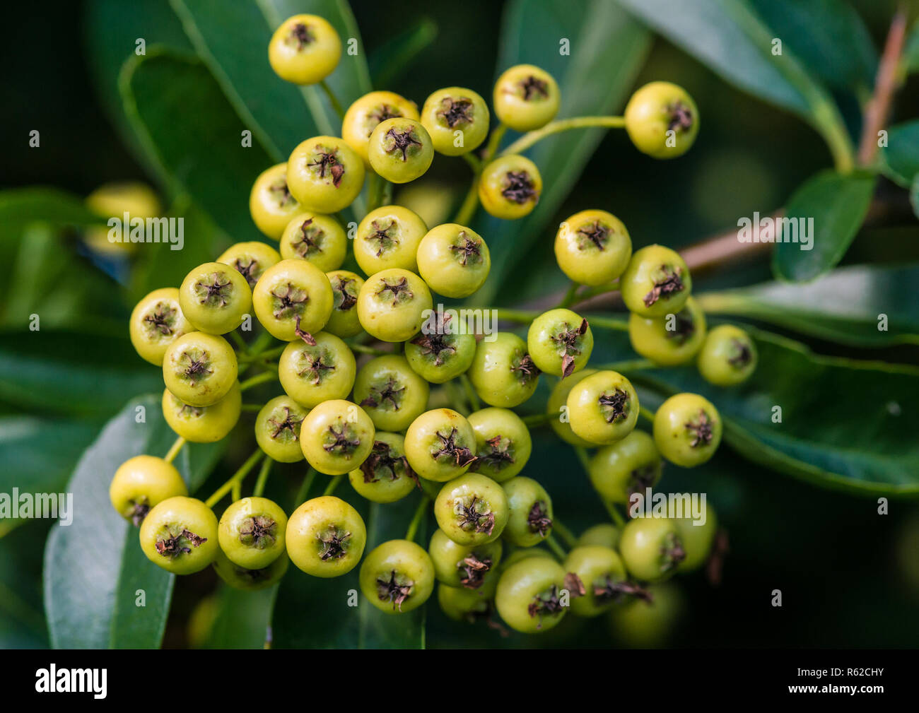 A macro shot of a cluster of pyracantha bush berries starting to ripen. Stock Photo