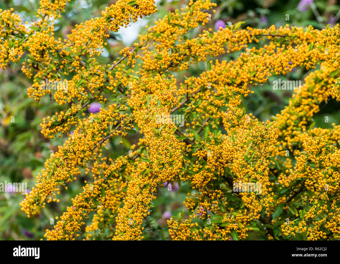 A shot of a mass of yellow berries growing on a pyracantha bush. Stock Photo