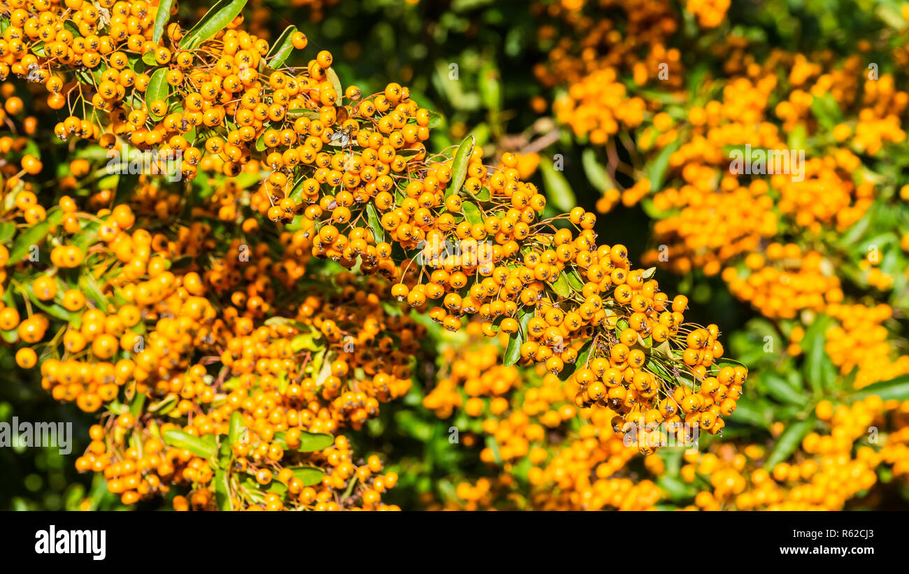 A shot of some yellow pyracantha bush berries. Stock Photo