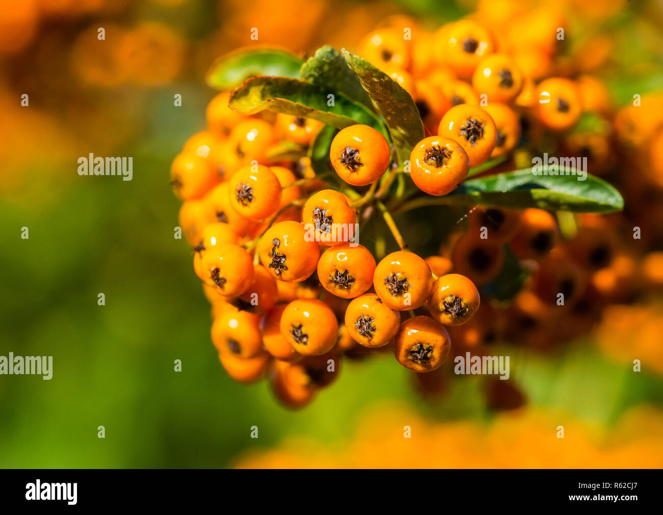 A macro shot of some orange pyracantha bush berries. Stock Photo