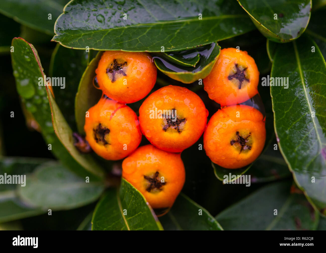 A macro shot of some wet orange pyracantha bush berries. Stock Photo