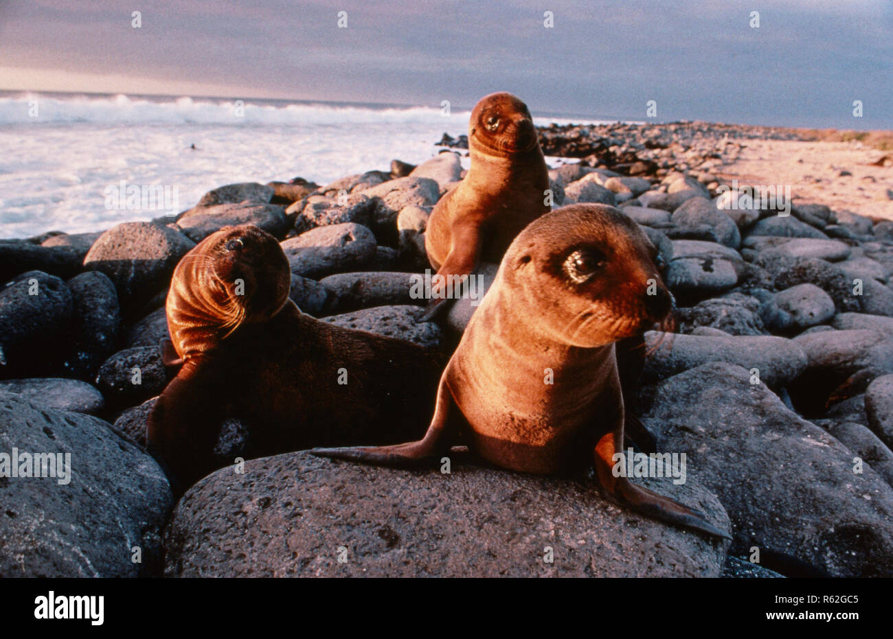 Galapagos: Beyond Darwin, Dokumentation 1996  Regie: David Clark, Al Giddings Stock Photo