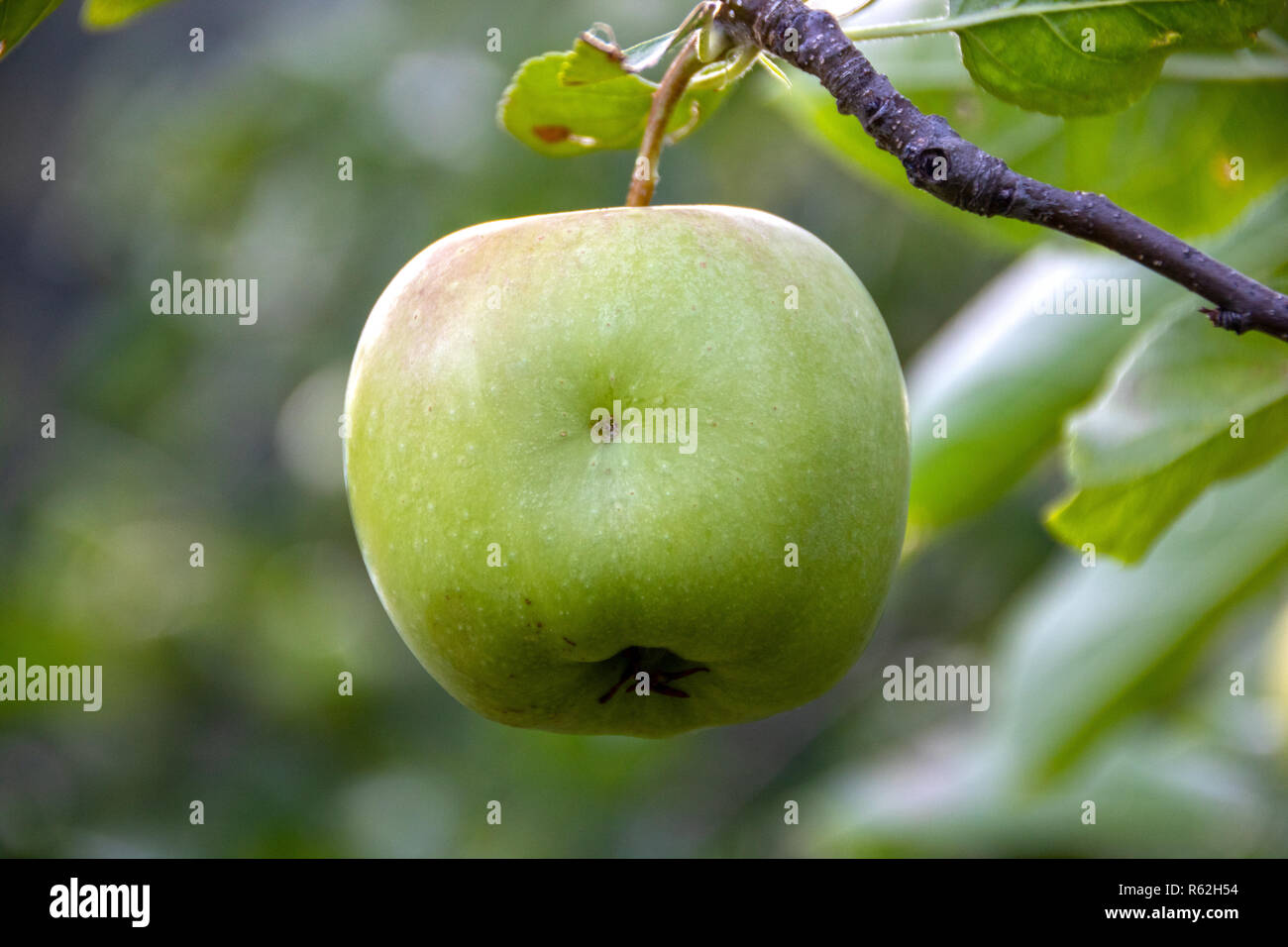green delicious apples hanging from a tree branch Stock Photo - Alamy