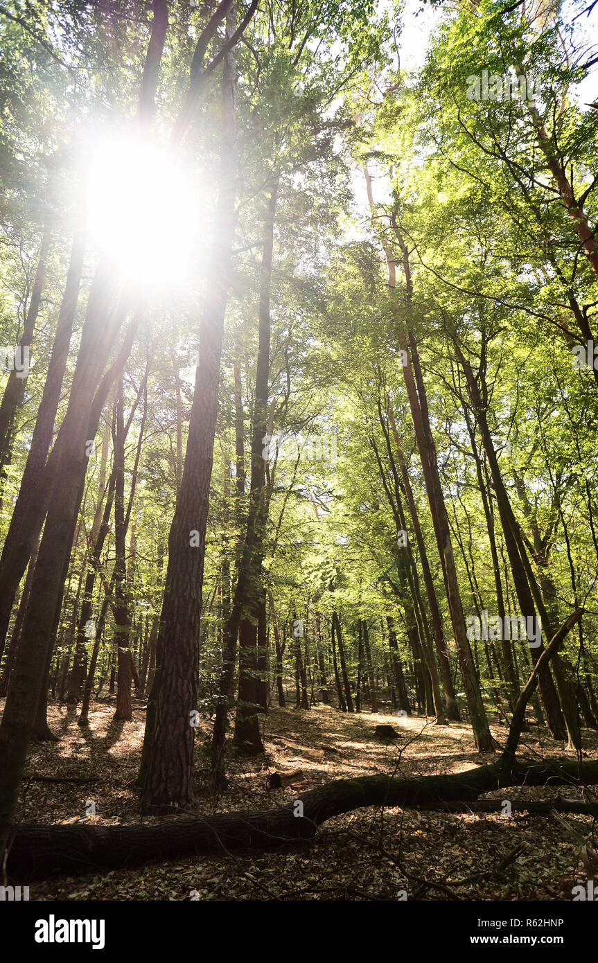 Berlin forest hi-res stock photography and images - Alamy