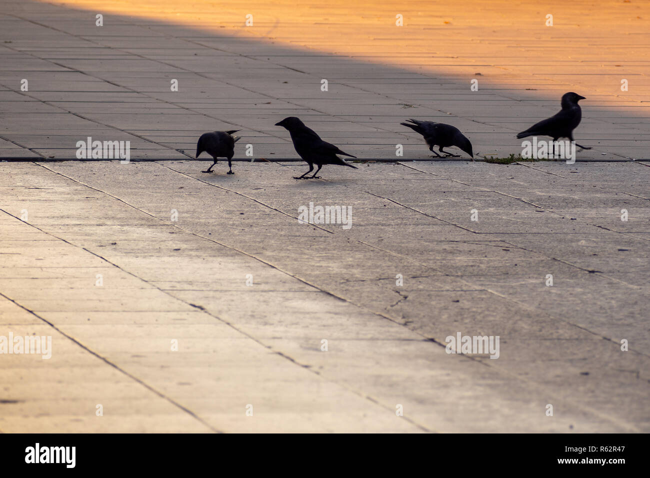 Ravens walking on the street by morning sunrise. Stock Photo