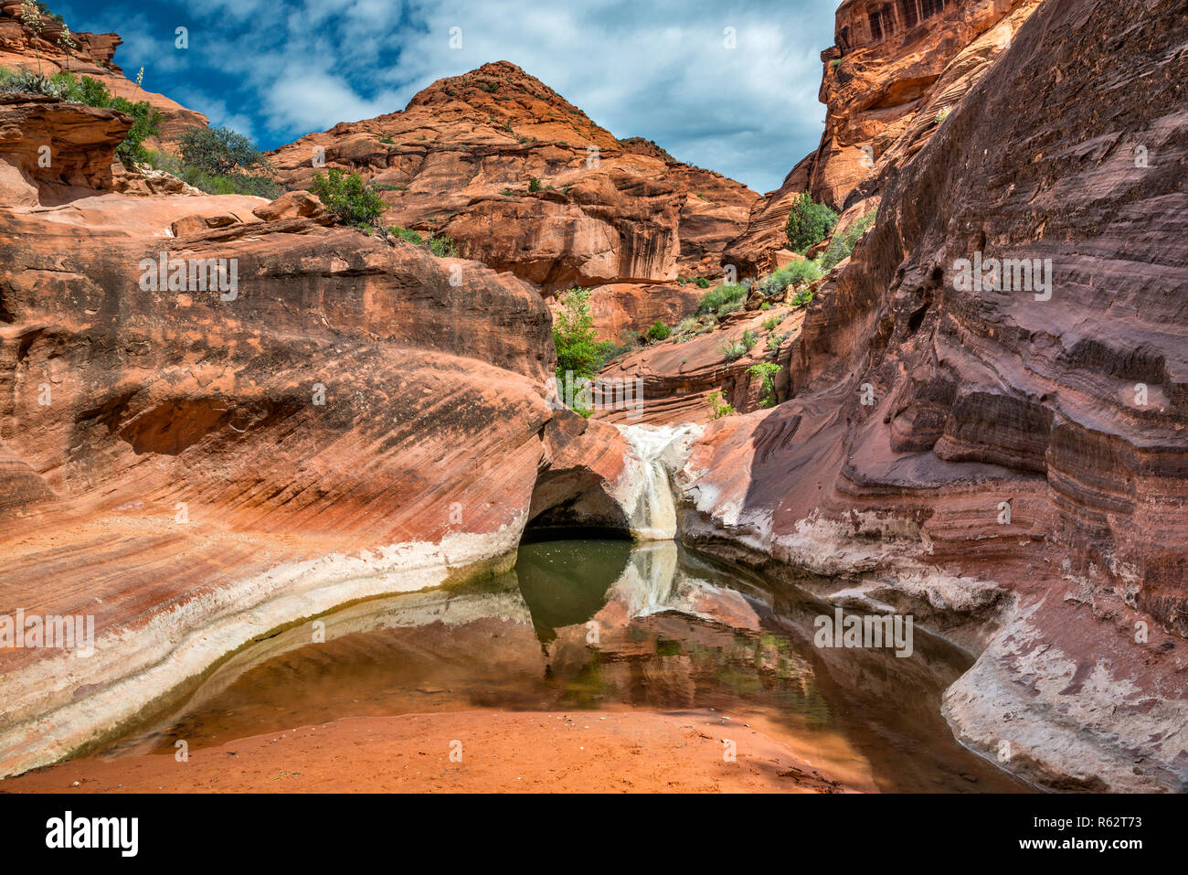 Tinaja, water pool in Navajo sandstone bedrock at Red Cliffs Recreational Area, near St George, Utah, USA Stock Photo