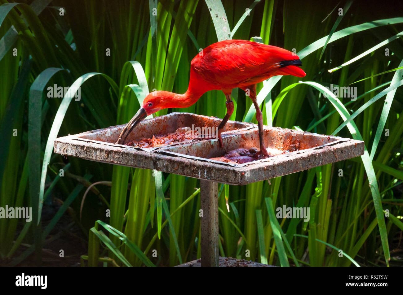 Vibrant red Scarlet Ibis eating on the feeder surrounded by juicy grass stems Stock Photo