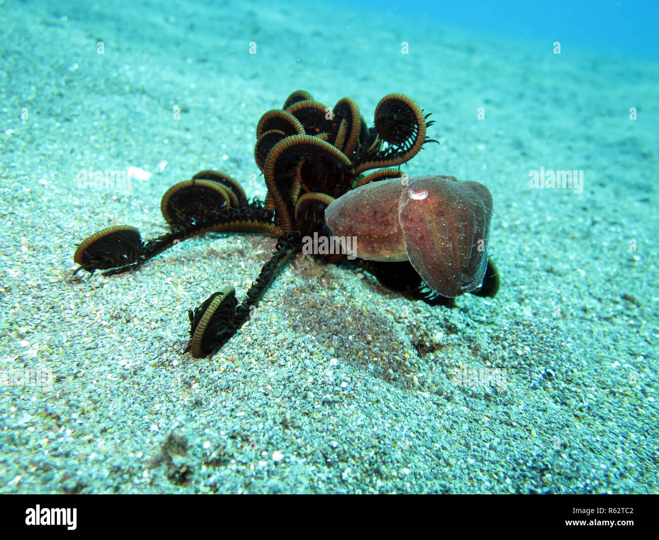 common squid (sepia officinalis) and hair star Stock Photo