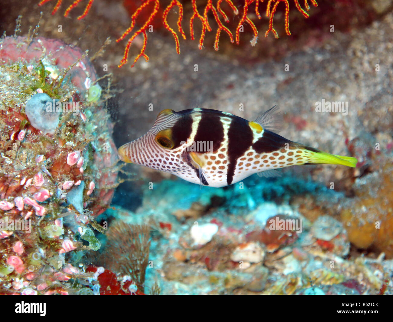 saddle spitzkopf puffer or saddleback krugfisch (canthigaster valentini) Stock Photo