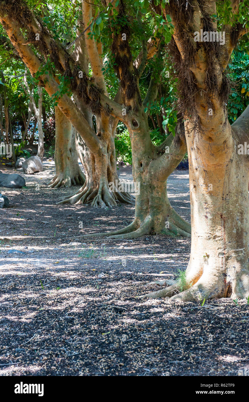 Ficus sycomorus or sycamore trees garden in North East of Israel Stock Photo