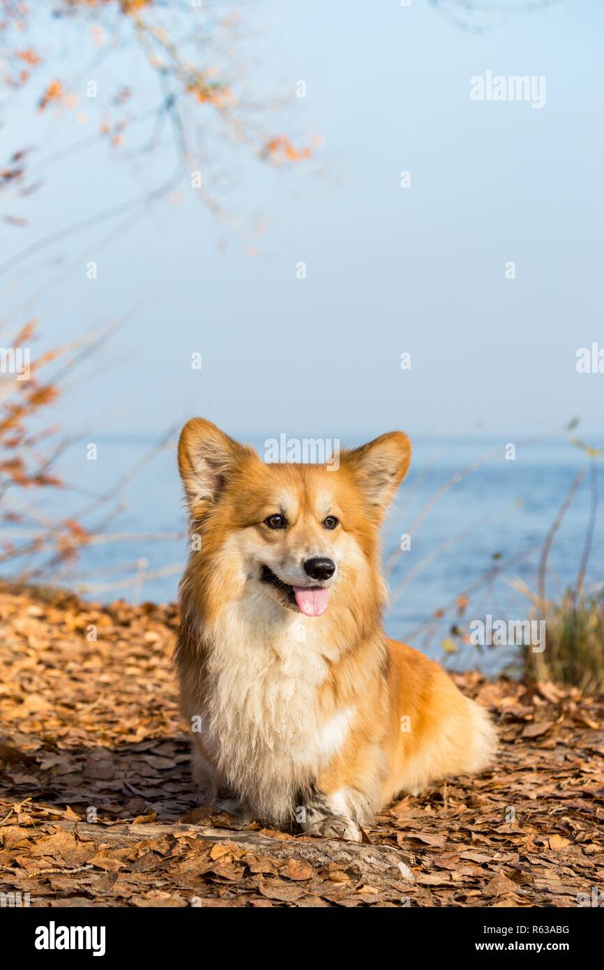 beautiful corgi