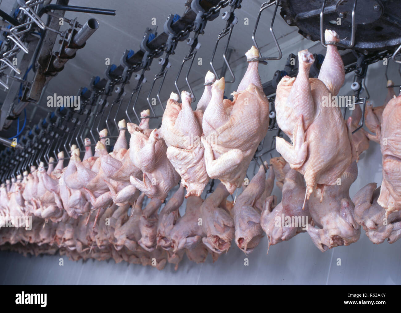 Chicken processing hires stock photography and images Alamy