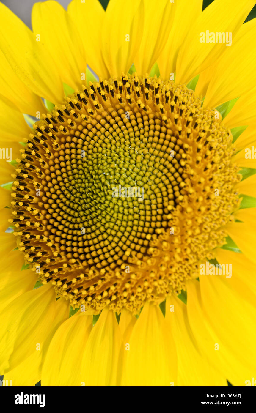 Sunflower head Stock Photo Alamy
