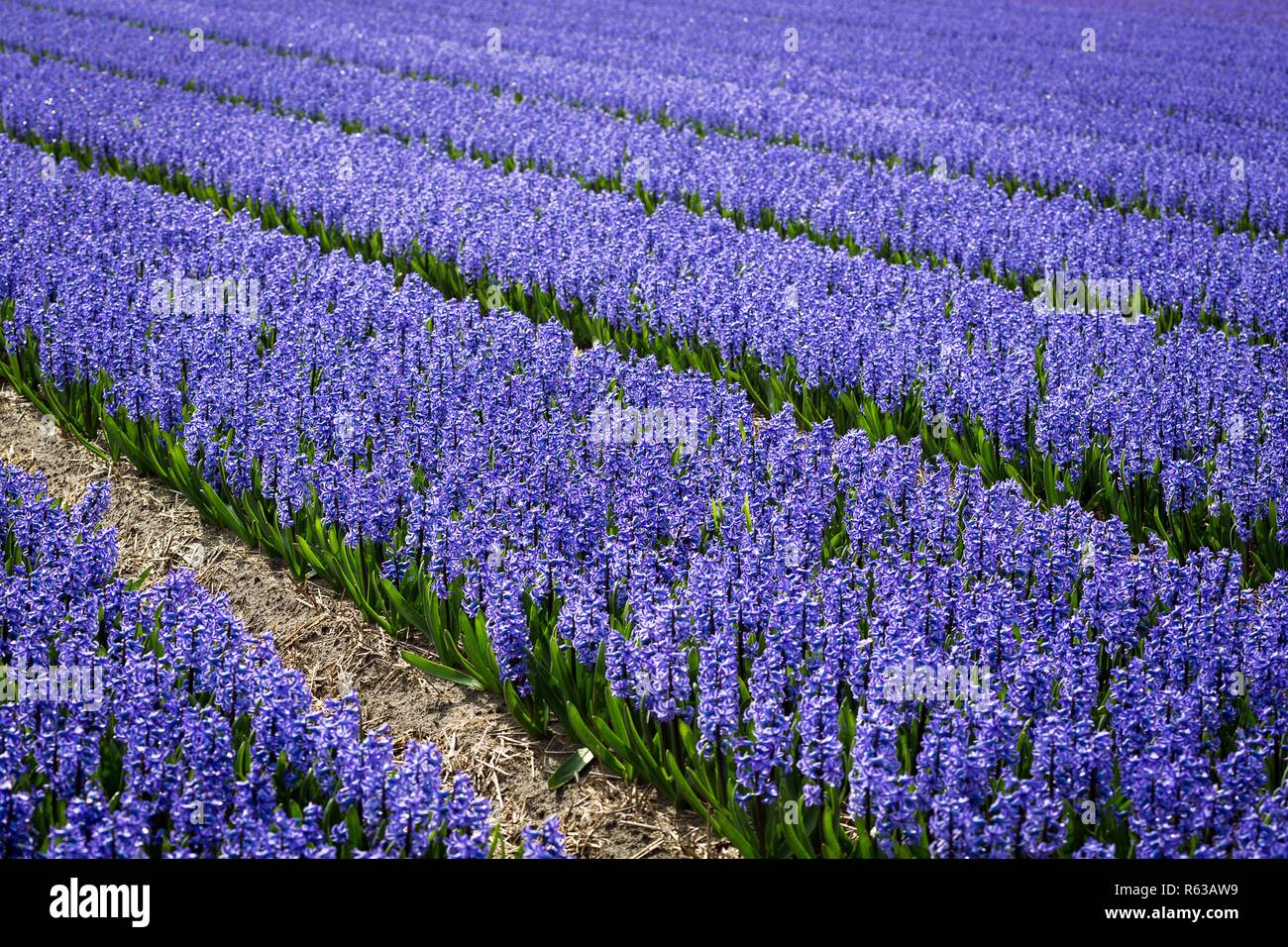 famous Dutch flower fields during flowering - rows of purple hyacinths ...