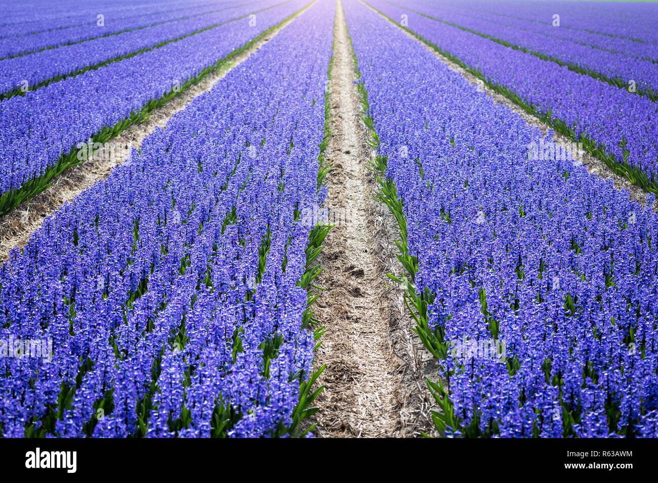 famous Dutch flower fields during flowering - rows of purple hyacinths ...