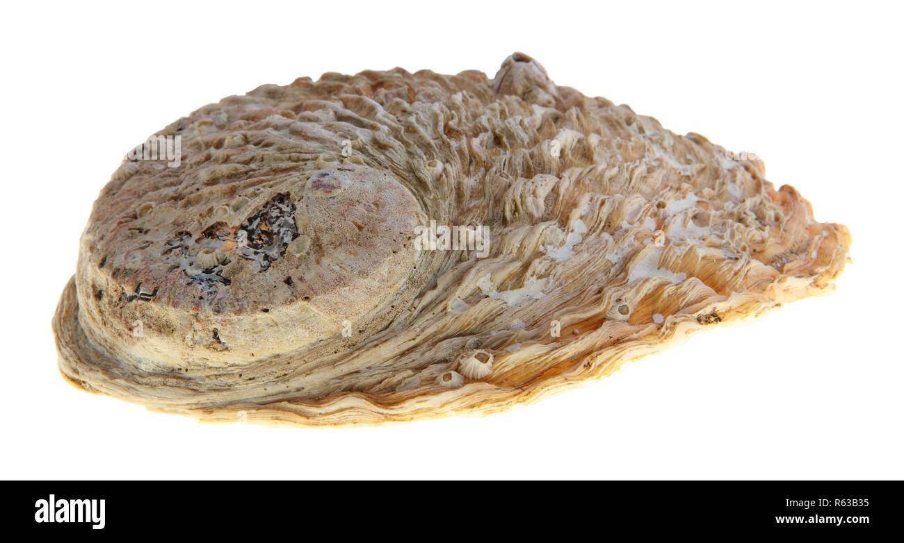 World oyster Cut Out Stock Images & Pictures - Alamy
