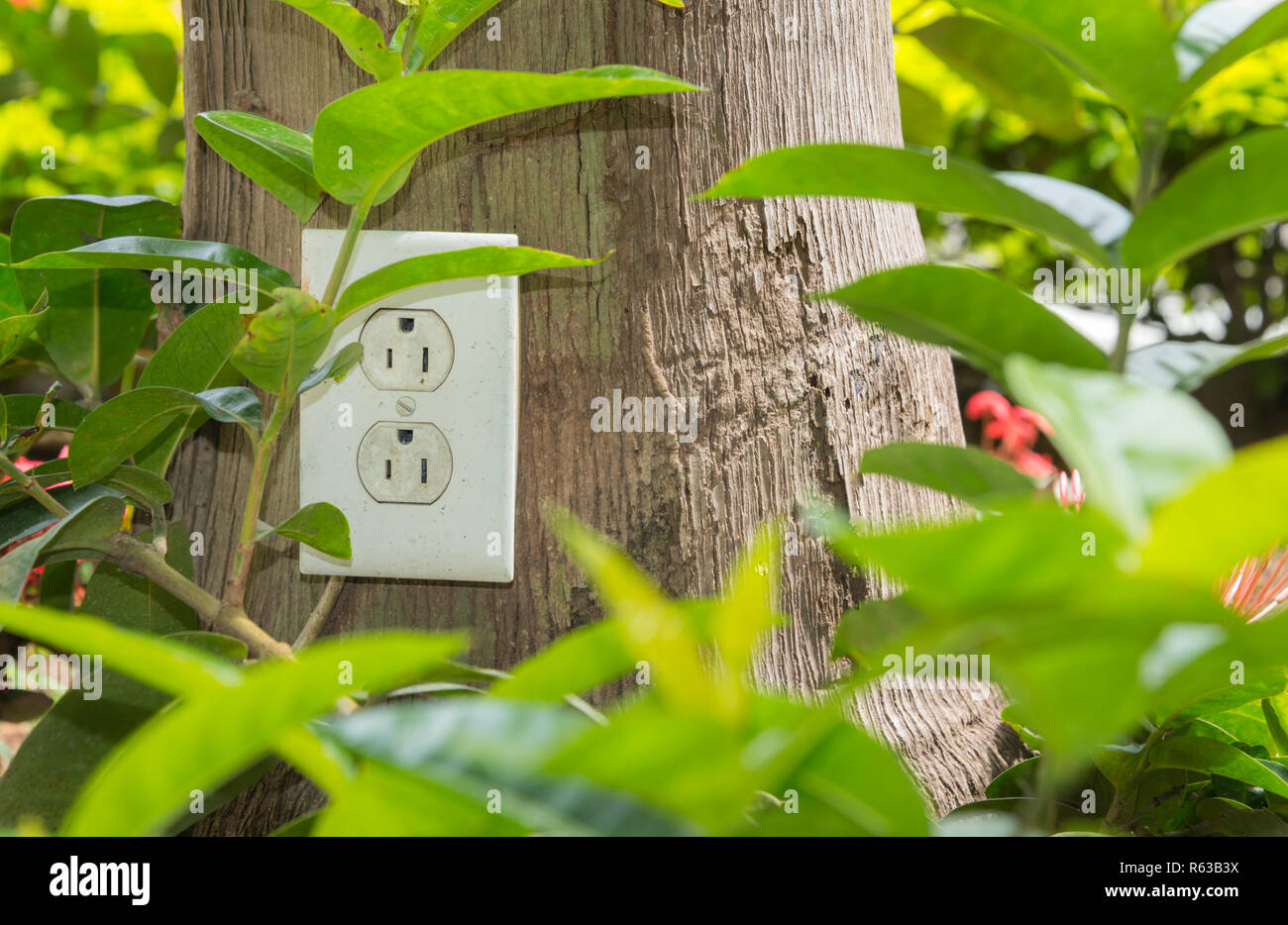 AC outlet on a tree trunk in a garden, green energy concept of electric power. Stock Photo