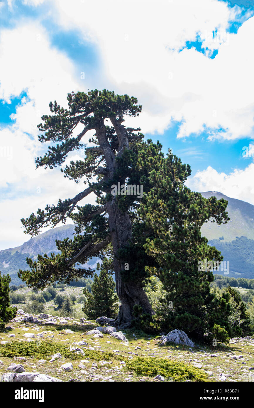 So called Garden of Gods in Pollino National park, where  the Bosnian pine, or Pinus Leucodermis lives, Basilicata , Italy Stock Photo